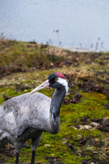 Gray crane, eurasian crane portrait close up with lake on the background. Beautiful bird portrait at park.
