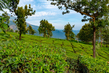 Mountains and tea plantations, Chithirapuram View Point, Kerala, India
