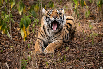 Tiger Yawn