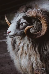 Fototapeten portrait of  mountain sheep, ram close up  © Anna