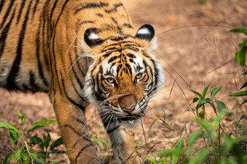 Tiger Hunting