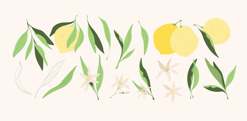 Yellow lemons vector illustrations. Modern trendy hand drawn isolated digital citrus fruits with leaves for logo, print, web, app design. Natural juicy yellow lemon fruits, leaves and flowers.
