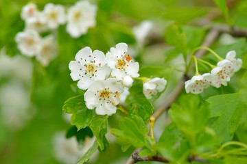 Blüten des Eingriffeligen Weißdorn