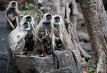 Monkey Family