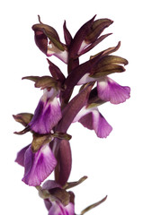 Wild orchid Anacamptis collina flowers detail over white