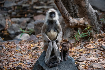 Monkey Family