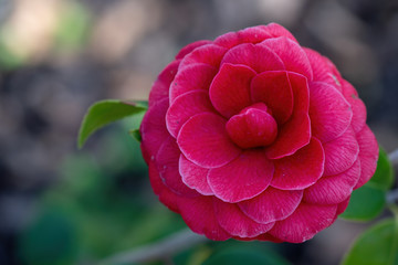 A closeup on Camellia japonica Black Lace