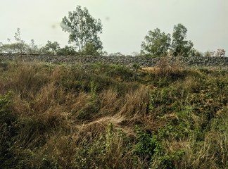 Obraz premium trees in forest