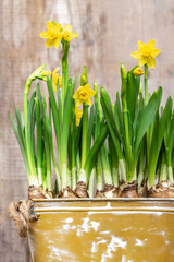 Spring yellow flowers of mini daffodils with flower bulbs and green sprouts in a decorative vintage metal bucket on a wooden rustic background.