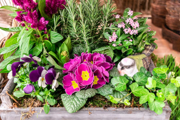 Floral spring green Easter bright arrangement with magenta purple primroses, pink forget-me-not flowers, purple pansies, rosemary, ivy and a bird figurine for garden decoration.