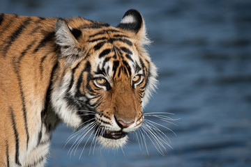 Fototapeta na wymiar Tiger Hunting by Lake