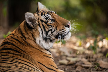 Tiger Hunting