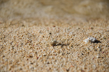 Fototapeta na wymiar Small Crab Crablet