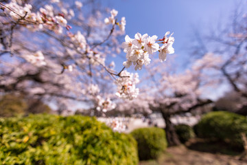 上野公園の桜