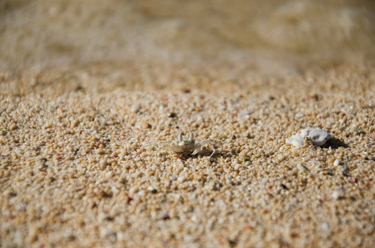 Small Crab Crablet