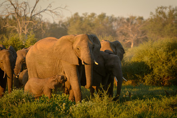 African bush elephant (Loxodonta africana), also known as the African savanna elephant or African...