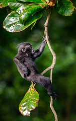 The Cub of Celebes crested macaque on the tree.  Crested black macaque, Sulawesi crested macaque, or the black ape. Natural habitat. Sulawesi Island. Indonesia.