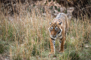 Naklejka premium Tiger Hunting