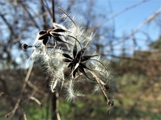 natura