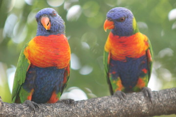 Colourful parrots sitting on a branch