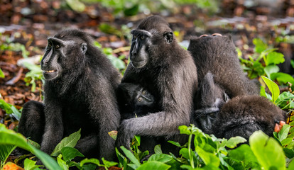 Naklejka na ściany i meble Macaques Family. Celebes crested macaques and cub. Crested black macaque, Sulawesi crested macaque, sulawesi macaque or the black ape. Natural habitat. Sulawesi. Indonesia. .