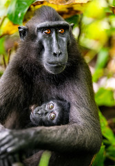 The Celebes crested macaque and cub. Crested black macaque, Sulawesi crested macaque, sulawesi macaque or the black ape. Natural habitat. Sulawesi. Indonesia.