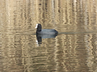  coot swims on the water of a small lake