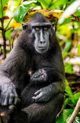 Obraz premium The Celebes crested macaque and cub. Crested black macaque, Sulawesi crested macaque, sulawesi macaque or the black ape. Natural habitat. Sulawesi. Indonesia.