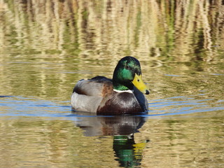 Fototapeta premium male mallard swims on the water of a small lake