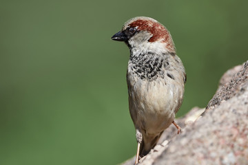 Sparrow (Passer domesticus) bird stands on a rock, close-up