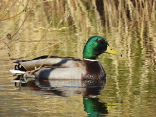  male mallard swims on the water of a small lake
