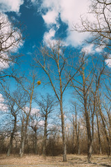 Oak Trees Without Leaves In Beautiful Early Spring Sunny Day. Nature Deciduous Forest Landscape