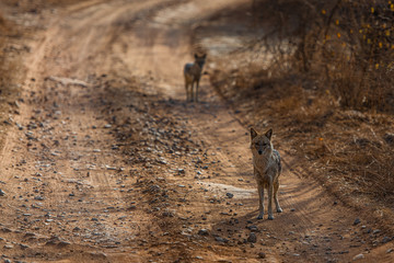 Jackal on road