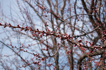 Apricot before flowering in a spring park