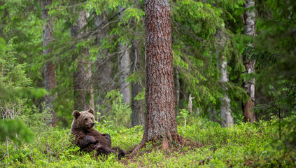 Cub of Brown Bear in the summer forest sits under pine tree.  Natural habitat. Scientific name: Ursus arctos.. © Uryadnikov Sergey