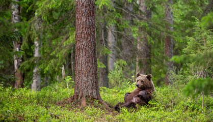 Cub of Brown Bear in the summer forest sits under pine tree.  Natural habitat. Scientific name: Ursus arctos..