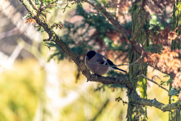 Bullfinch, bullfinch - a species of small bird of the Psoriasis family.