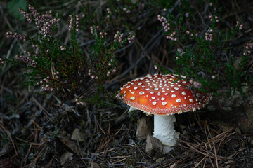Fly agaric (amanita muscaria) mushroom hidden between green plants