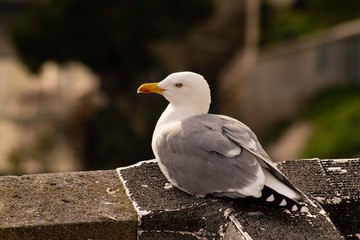 seagull observing its surroundings on top of wall