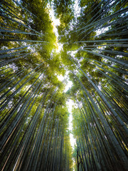 Arashiyama bamboo grove-Japan
