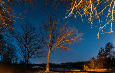 Night Sky Stars Above Oak Trees In Early Spring. Natural Starry Sky Above Woods. European Nature Night Landscape