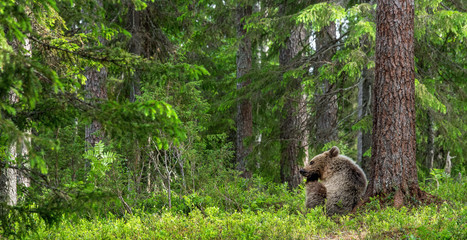 Fototapeta na wymiar Cub of Brown Bear in the summer forest sits under pine tree. Natural habitat. Scientific name: Ursus arctos..