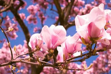Fototapeta premium closeup of magnolia tree branch flowers