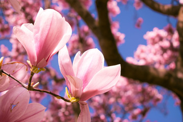 closeup magnolia flower tree