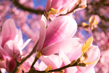 magnolia branch flower closeup