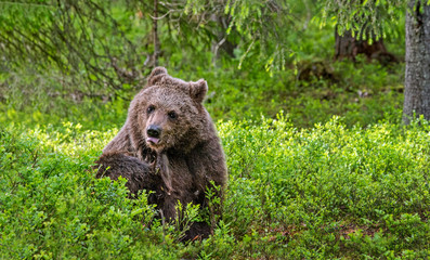 The bear cub itches. Cub of Brown Bear in the summer forest. Front view. Scientific name: Ursus arctos. Natural habitat.