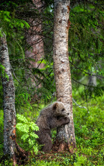 Brown bear cub climbing on tree in summer forest. Scientific name: Ursus arctos. Natural habitat.