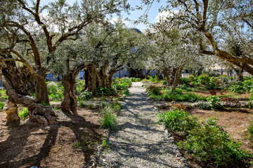 Old olive trees with in the Gethsemane Garden in Jerusalem, Israel. 