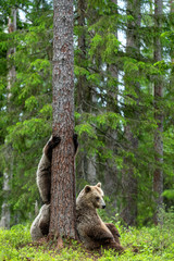 She-bear and bear cubs in the summer pine forest. Brown bear  cub climbing on tree in summer forest. Scientific name: Ursus arctos. Natural habitat.