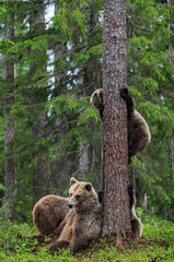 She-bear and bear cubs in the summer pine forest. Brown bear  cub climbing on tree in summer forest. Scientific name: Ursus arctos. Natural habitat.